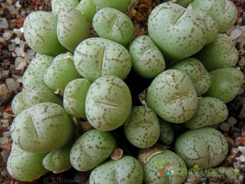 Una foto de Conophytum ficiforme