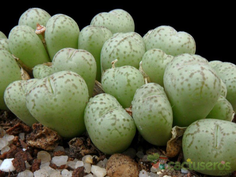 Una foto de Conophytum ficiforme