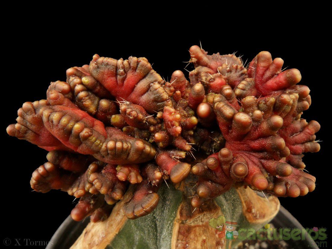 A photo of Echinopsis cv. CHOCOLATE fma. mostruosa