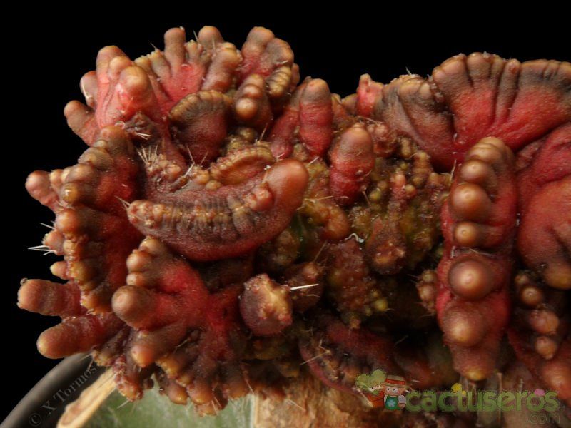 A photo of Echinopsis cv. CHOCOLATE fma. mostruosa