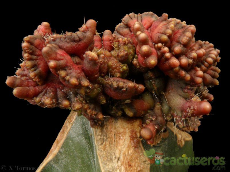 A photo of Echinopsis cv. CHOCOLATE fma. mostruosa