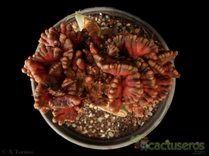 A photo of Echinopsis cv. CHOCOLATE fma. mostruosa