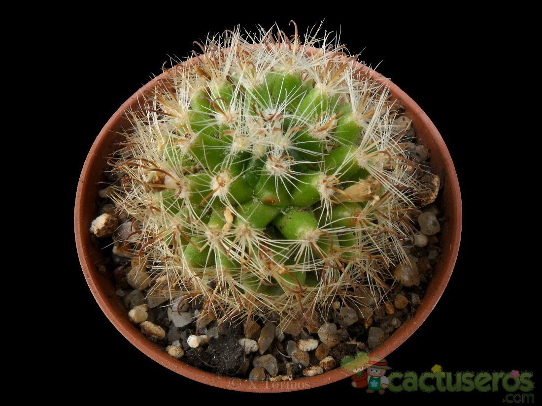 Una foto de Mammillaria tepexicensis