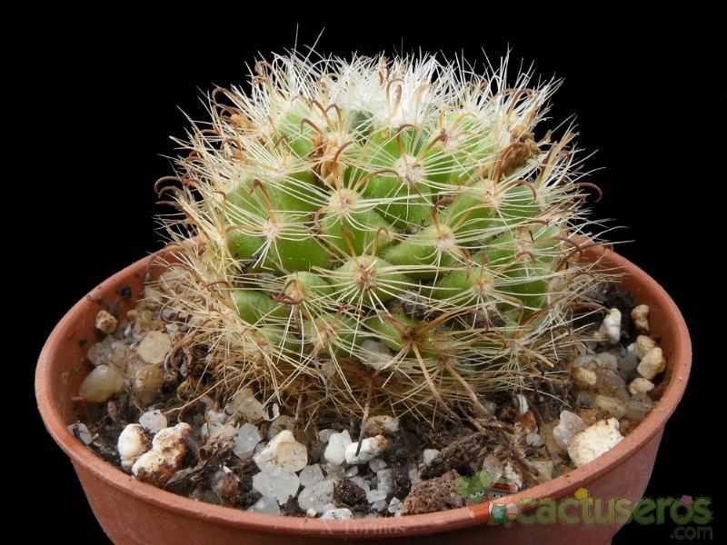 Una foto de Mammillaria tepexicensis