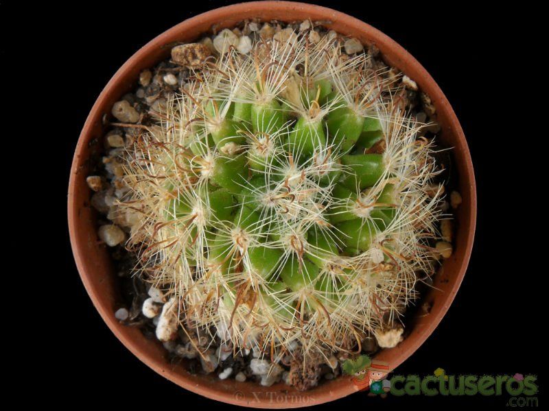 Una foto de Mammillaria tepexicensis