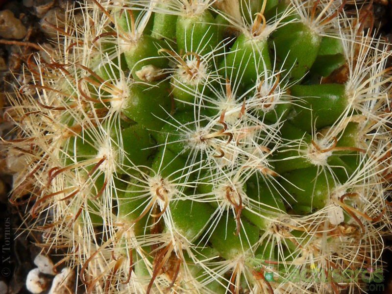 Una foto de Mammillaria tepexicensis