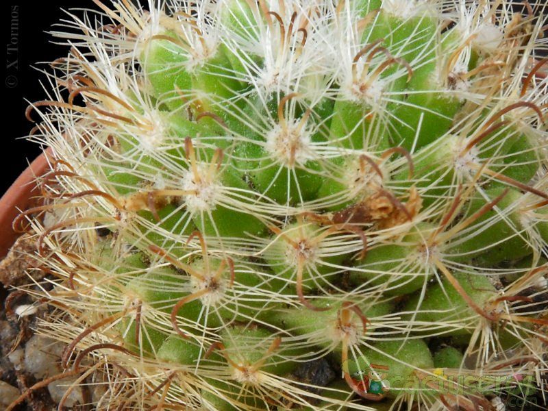 Una foto de Mammillaria tepexicensis