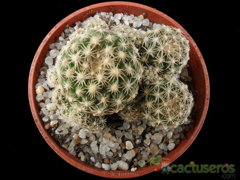 A photo of Discocactus zehntneri subsp. boomianus