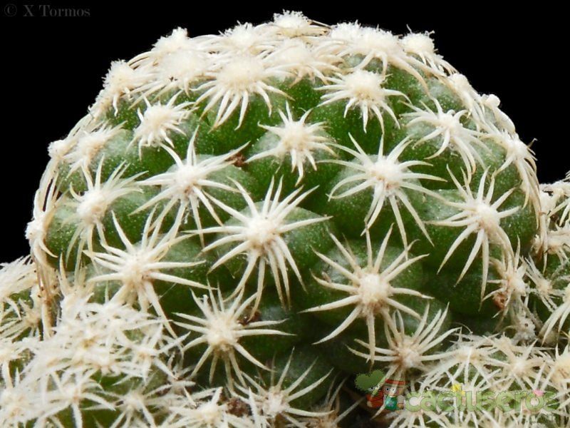 A photo of Discocactus zehntneri subsp. boomianus