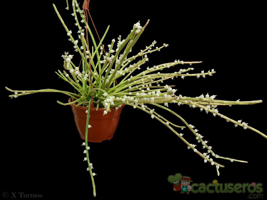 A photo of Rhipsalis baccifera subsp. shaferi