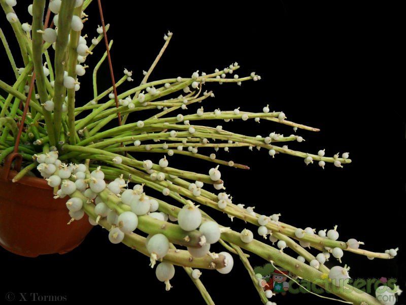 A photo of Rhipsalis baccifera subsp. shaferi