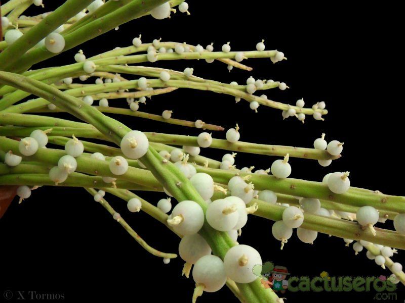 A photo of Rhipsalis baccifera subsp. shaferi