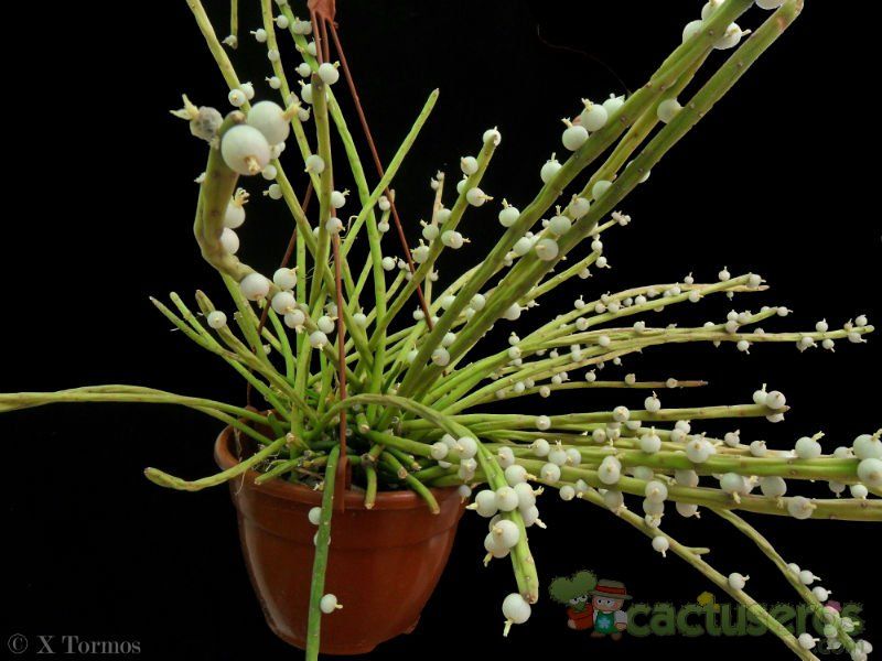 A photo of Rhipsalis baccifera subsp. shaferi