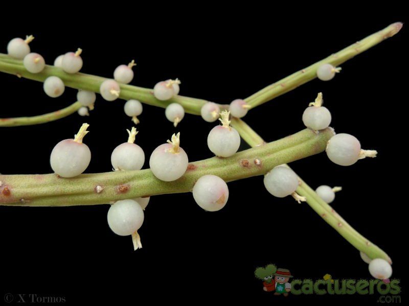 A photo of Rhipsalis baccifera subsp. shaferi