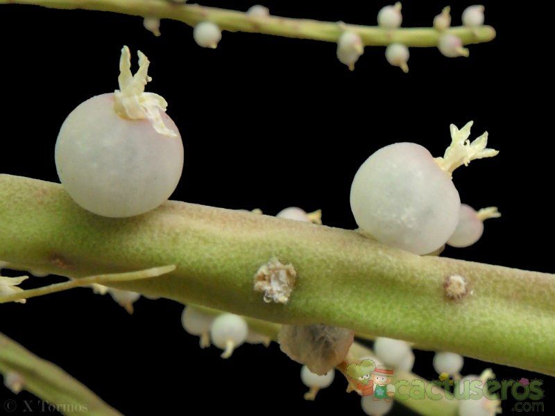 A photo of Rhipsalis baccifera subsp. shaferi