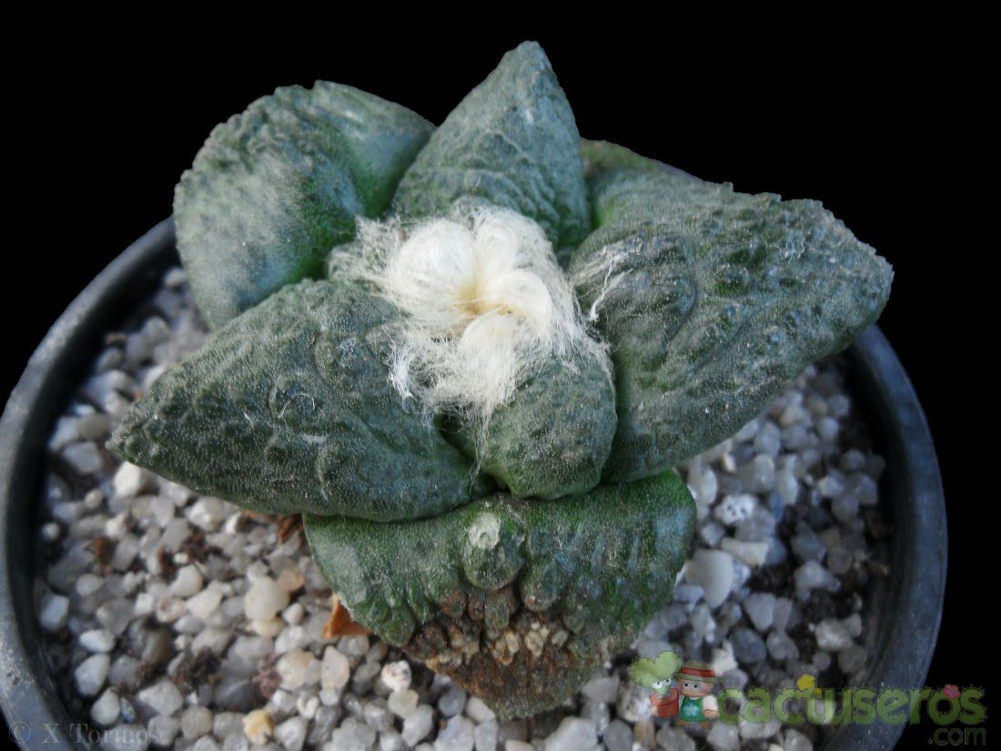 A photo of Ariocarpus fissuratus subsp. fissuratus