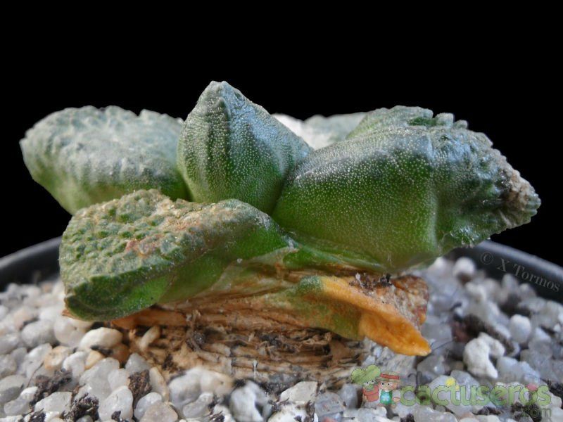A photo of Ariocarpus fissuratus subsp. fissuratus