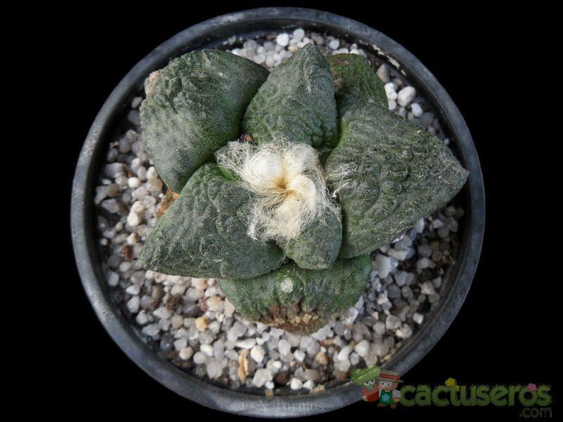 A photo of Ariocarpus fissuratus subsp. fissuratus