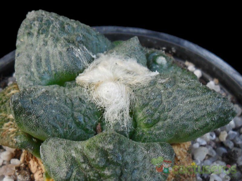 A photo of Ariocarpus fissuratus subsp. fissuratus
