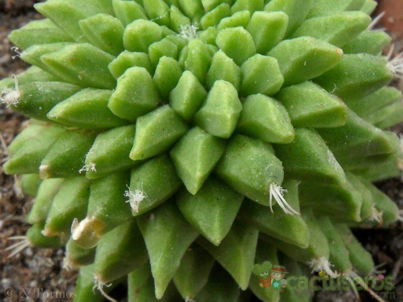 Una foto de Mammillaria polythele fma. inermis
