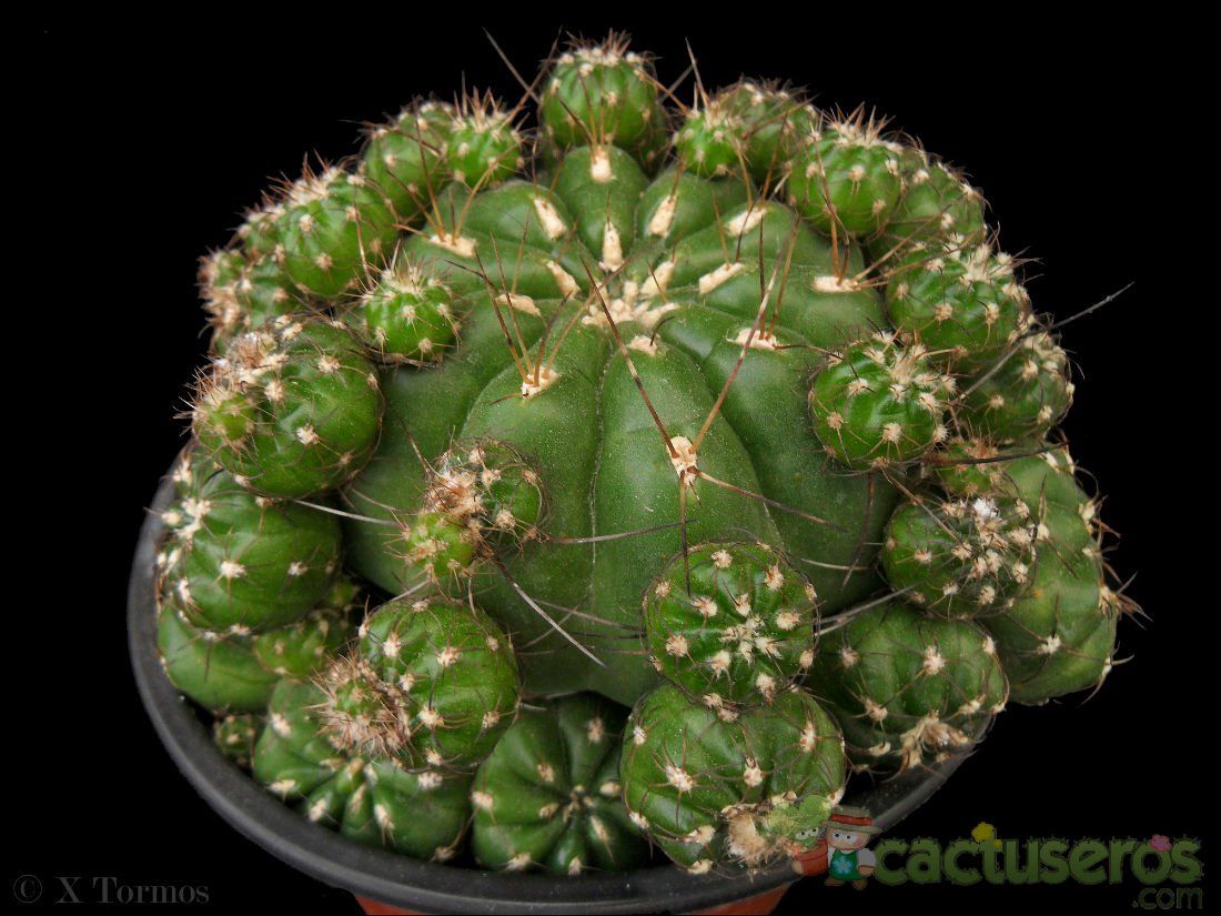 Una foto de Matucana polzii