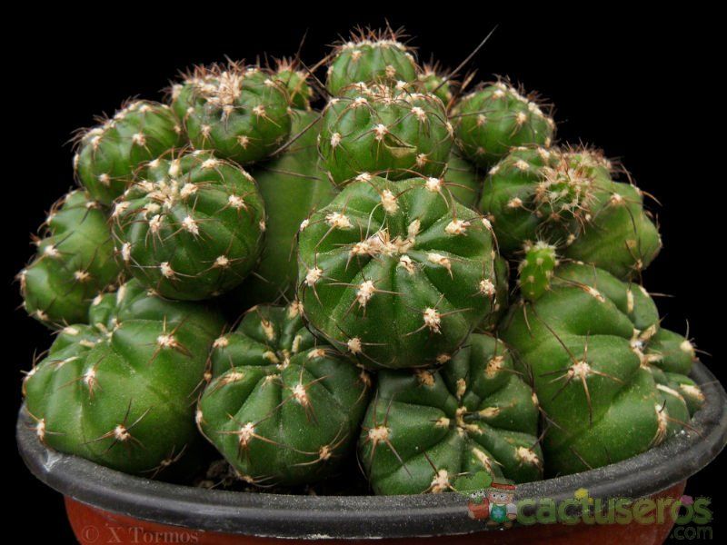 Una foto de Matucana polzii