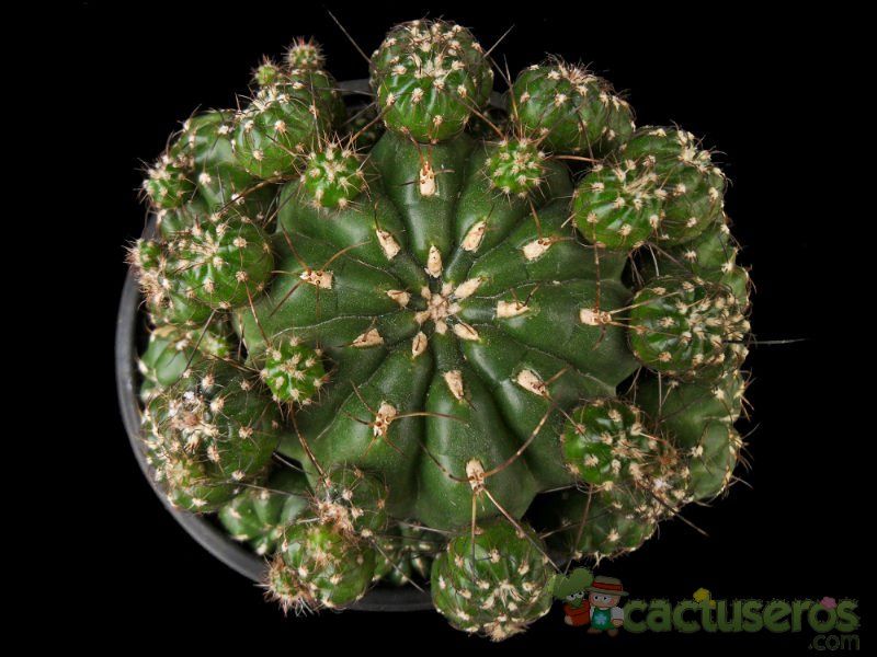 Una foto de Matucana polzii