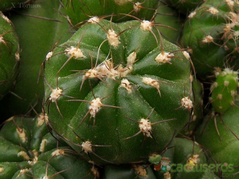 Una foto de Matucana polzii