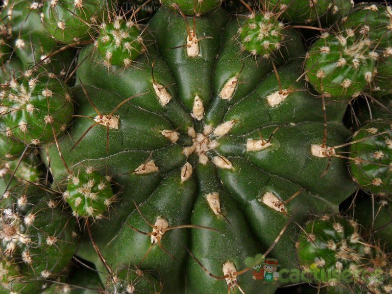 Una foto de Matucana polzii