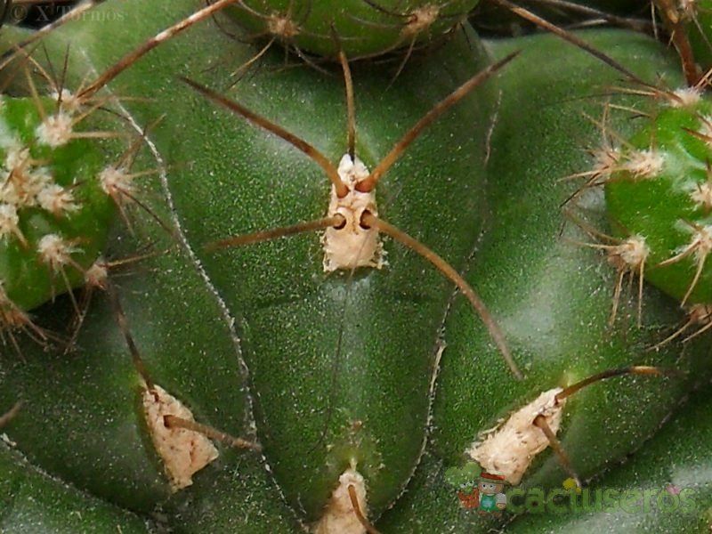 Una foto de Matucana polzii