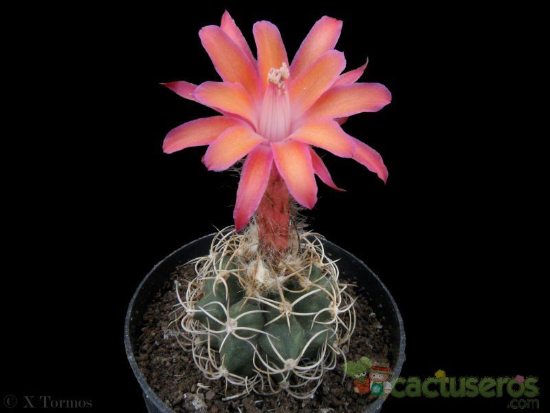 Una foto de Matucana paucicostata