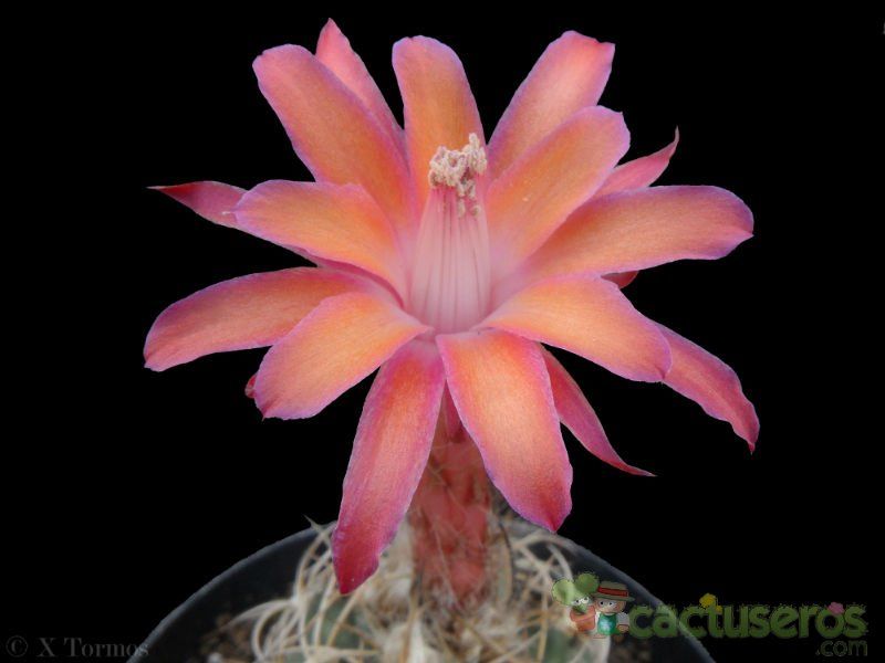 Una foto de Matucana paucicostata