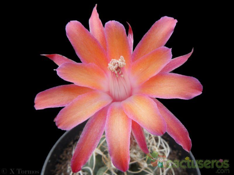 Una foto de Matucana paucicostata