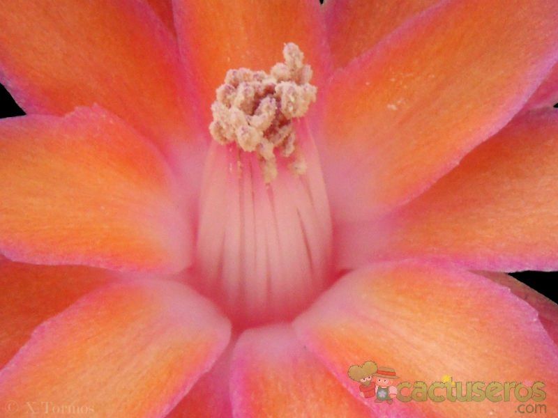 Una foto de Matucana paucicostata