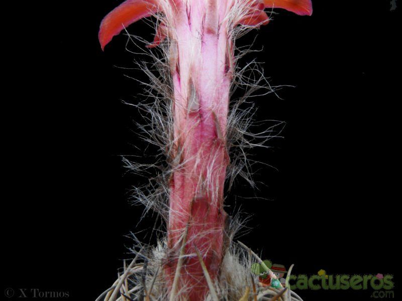 Una foto de Matucana paucicostata