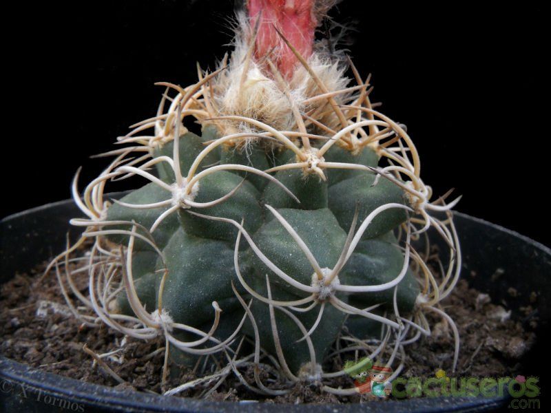 Una foto de Matucana paucicostata