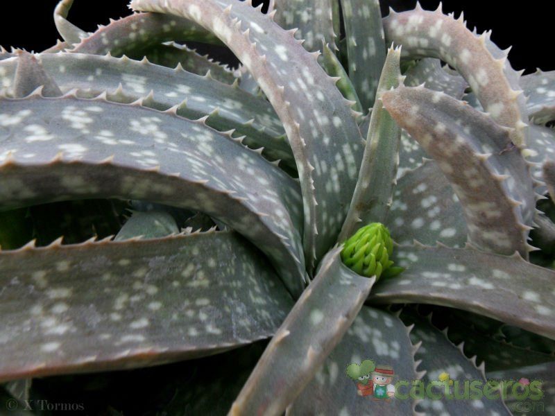 Una foto de Aloe amudatensis  