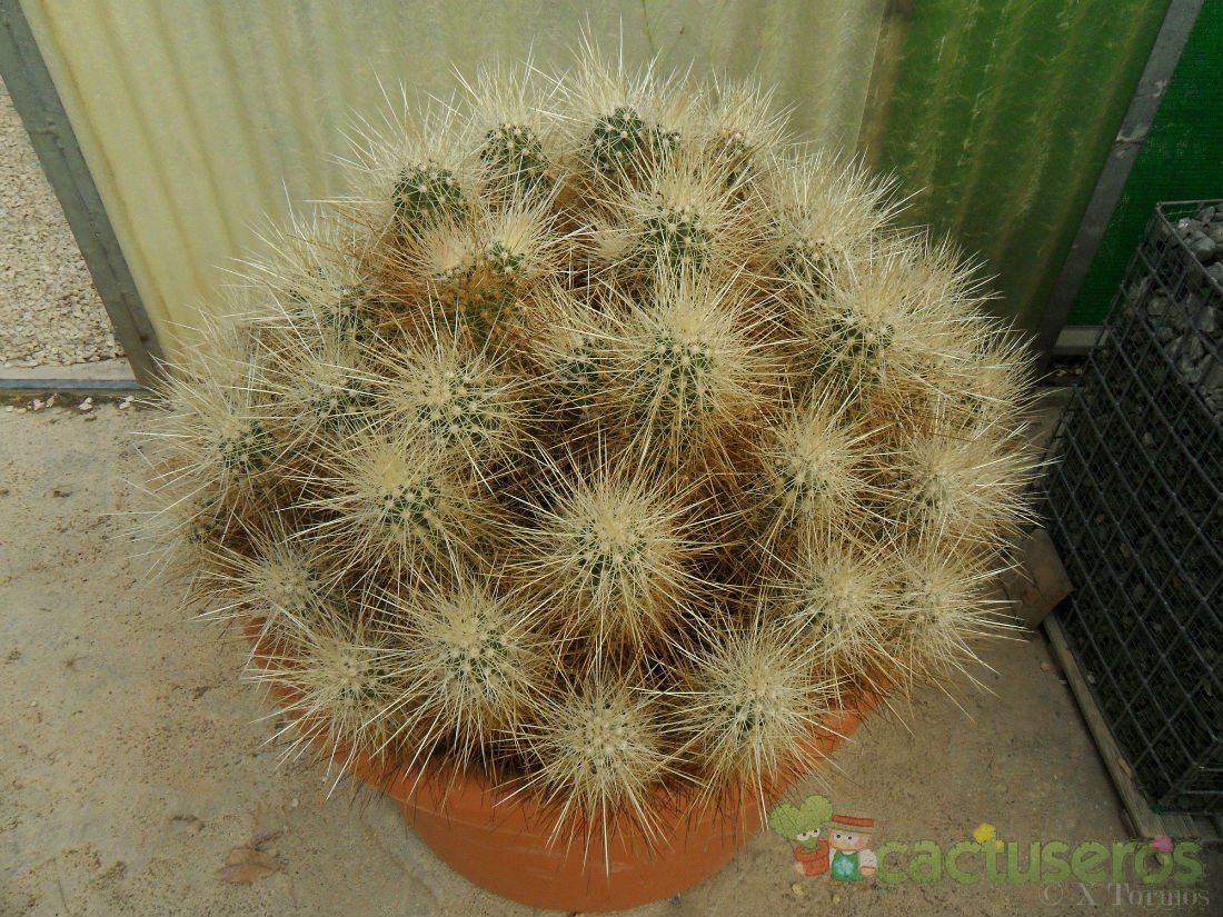 A photo of Echinocereus engelmanii