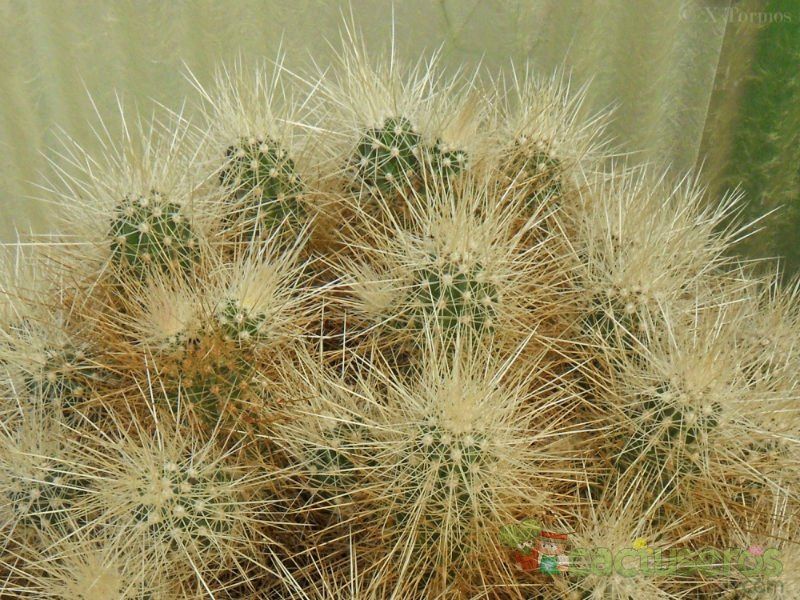 A photo of Echinocereus engelmanii