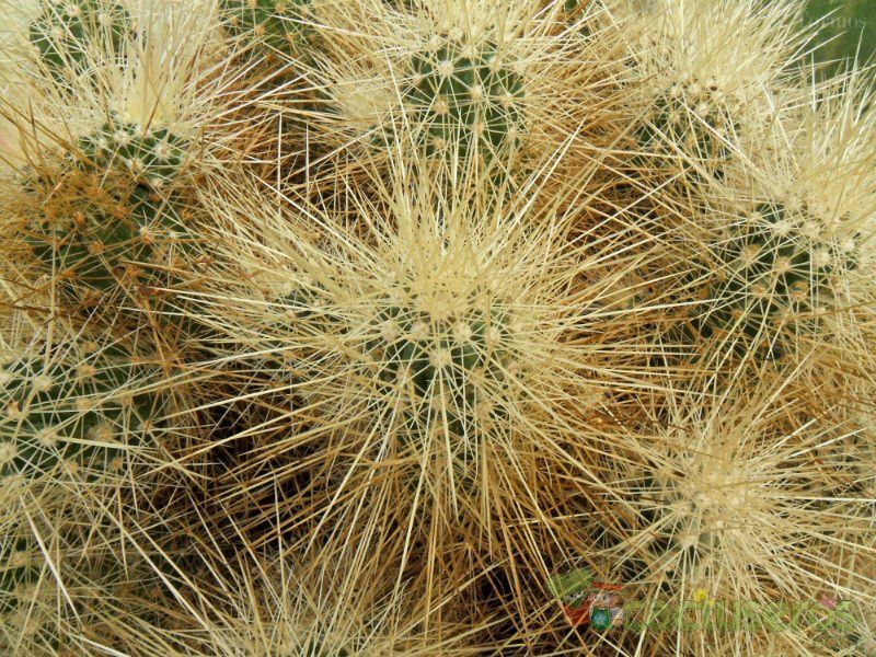 A photo of Echinocereus engelmanii