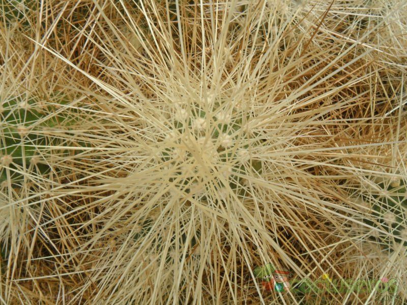 A photo of Echinocereus engelmanii