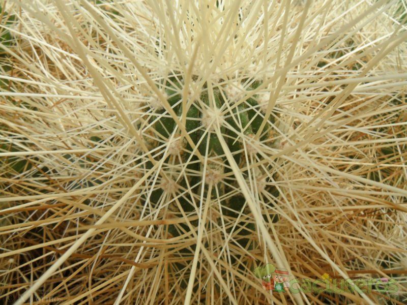 A photo of Echinocereus engelmanii