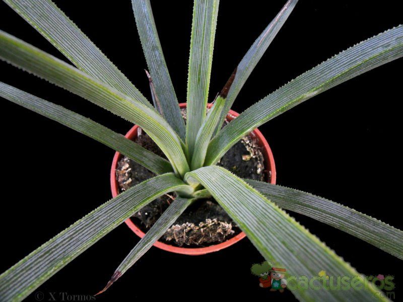 A photo of Agave stricta