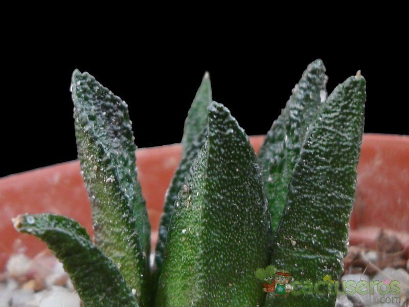 Una foto de Ariocarpus bravoanus