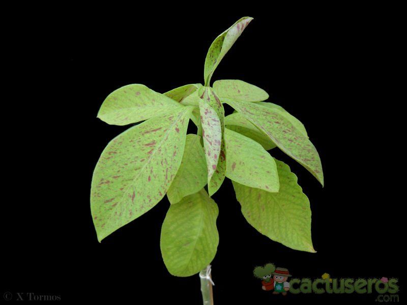 Una foto de Euphorbia umbellata