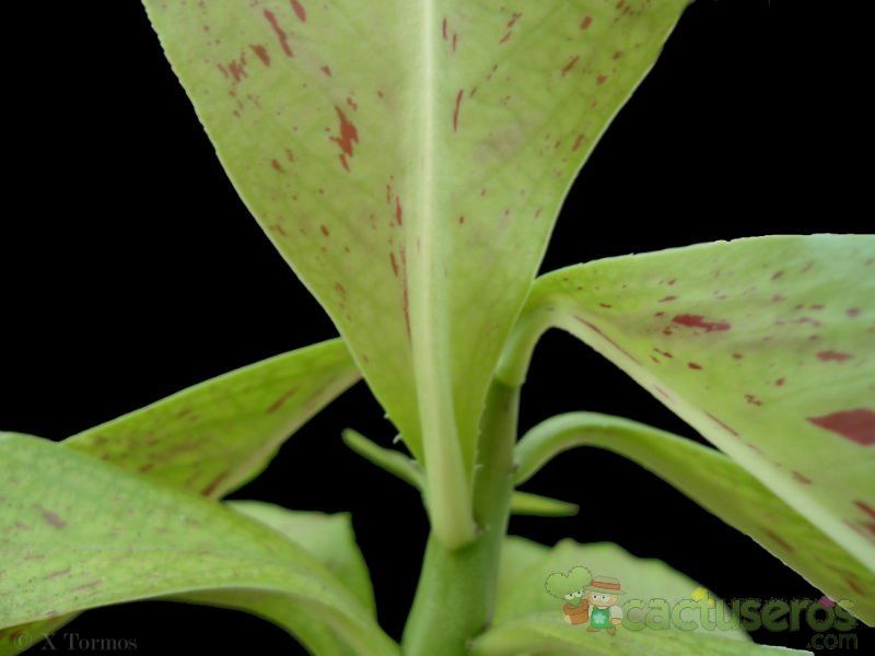 Una foto de Euphorbia umbellata