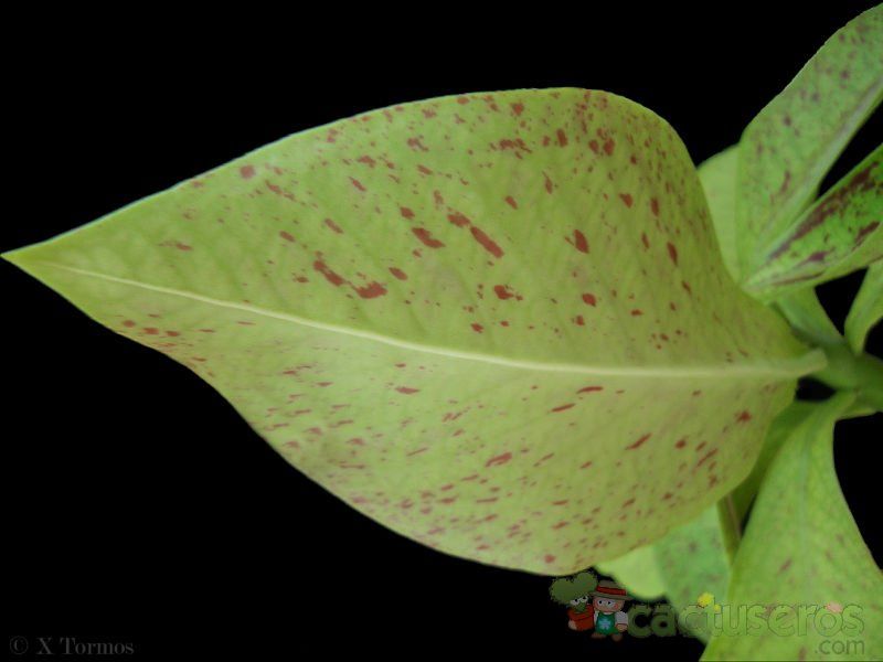 Una foto de Euphorbia umbellata
