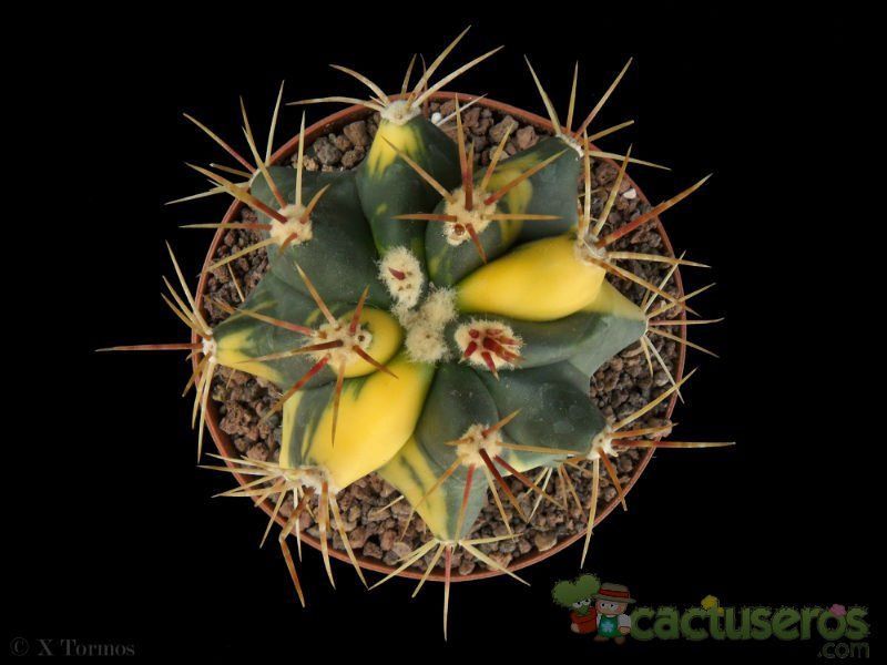 Una foto de Ferocactus diguetii (HIBRIDO) fma. variegada