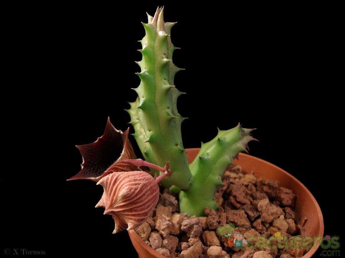 Una foto de Huernia keniensis