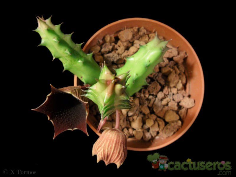 Una foto de Huernia keniensis